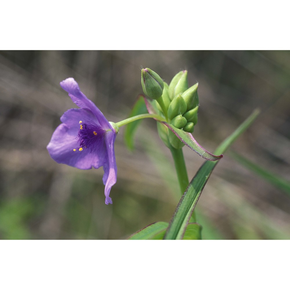 tradescantia virginiana l.