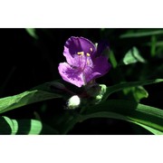 tradescantia virginiana l.