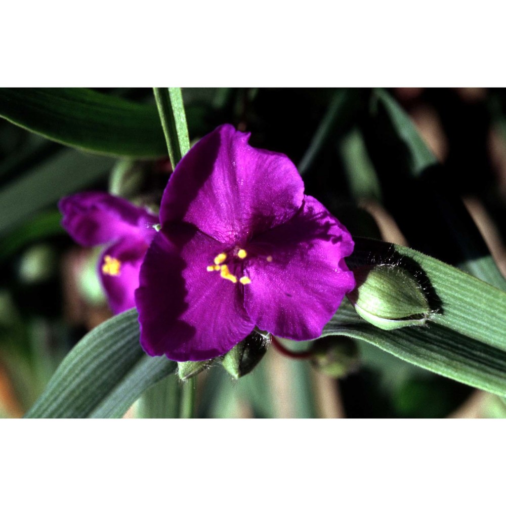 tradescantia virginiana l.