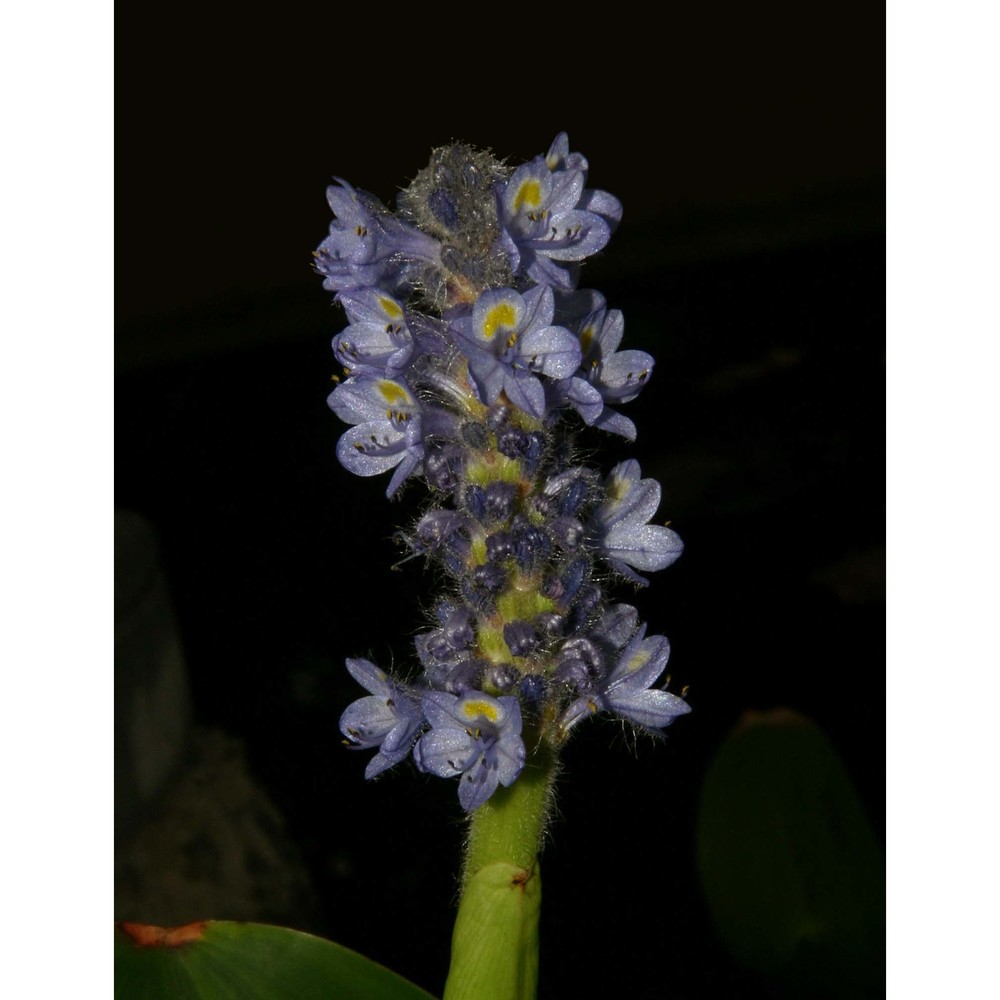 eichhornia crassipes (mart.) solms