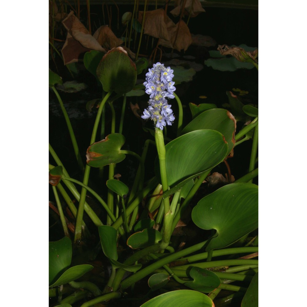 eichhornia crassipes (mart.) solms