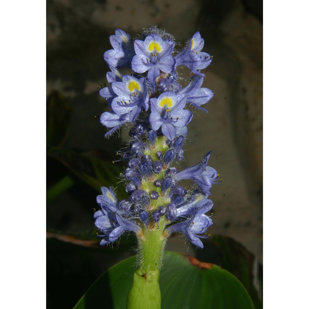 eichhornia crassipes (mart.) solms