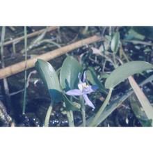 heteranthera limosa (sw.) willd.
