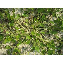 heteranthera rotundifolia (kunth) griseb.
