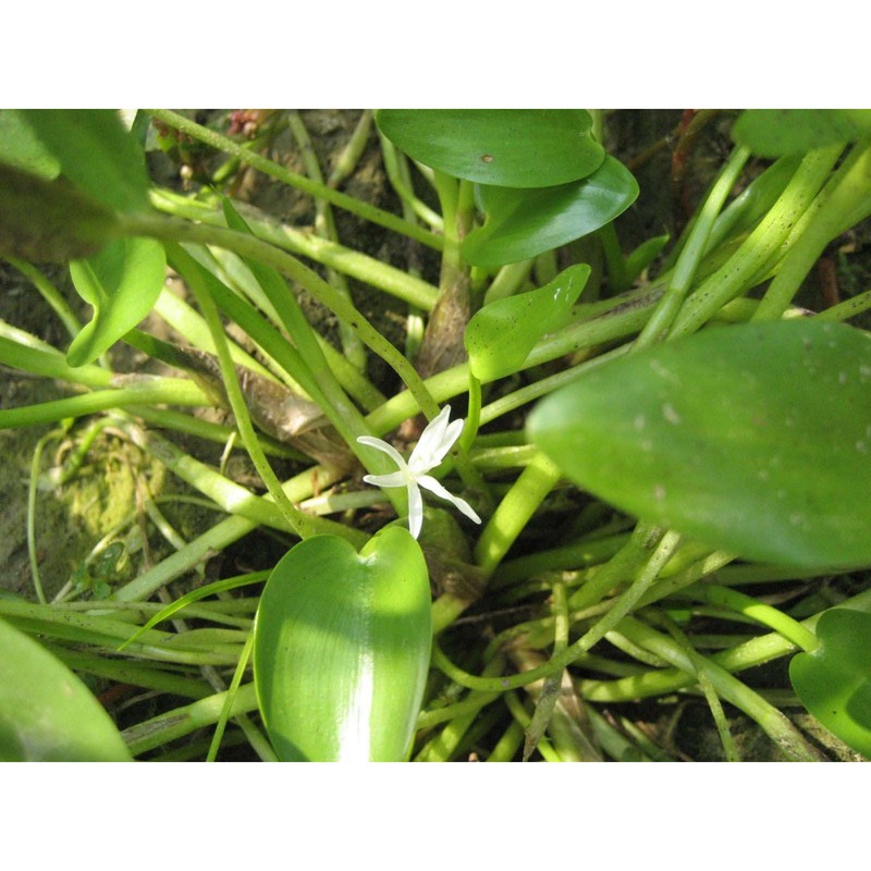 heteranthera rotundifolia (kunth) griseb.