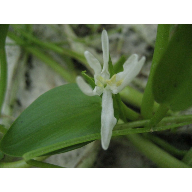 heteranthera rotundifolia (kunth) griseb.