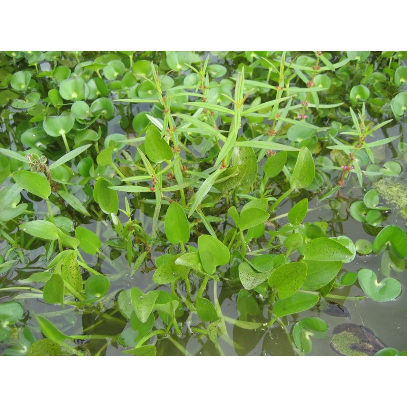 heteranthera rotundifolia (kunth) griseb.