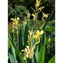 canna glauca l.