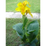 canna glauca l.