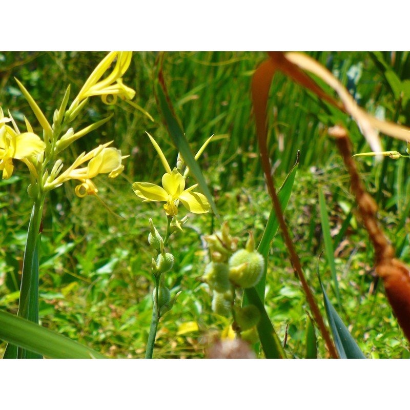 canna glauca l.