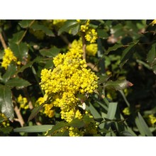 mahonia aquifolium (pursh) nutt.