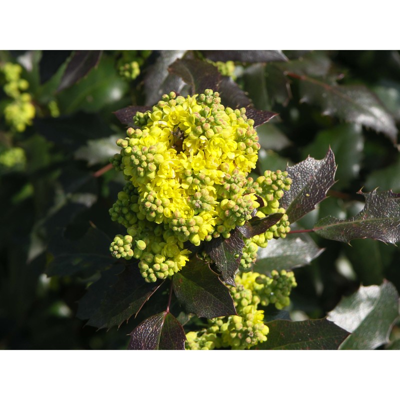 mahonia aquifolium (pursh) nutt.