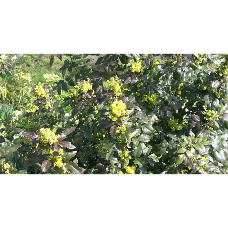 mahonia aquifolium (pursh) nutt.