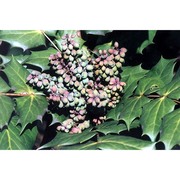 mahonia bealei (fortune) carrière