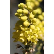 mahonia bealei (fortune) carrière