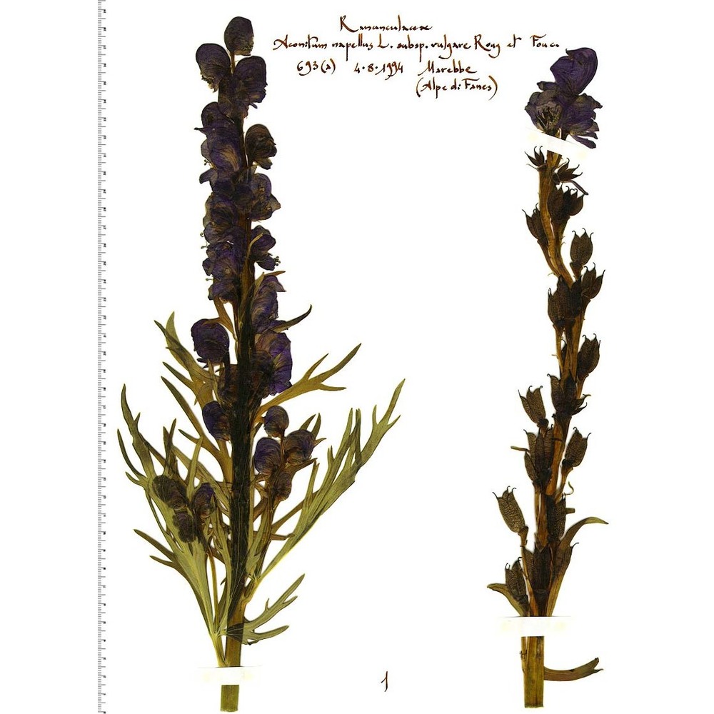 aconitum napellus l. em. skalický