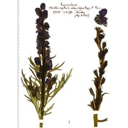 aconitum napellus l. em. skalický