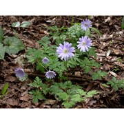 anemone apennina l.