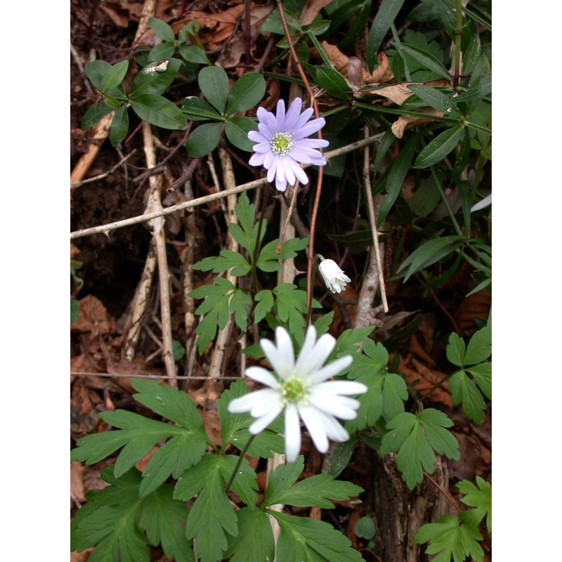 anemone apennina l.