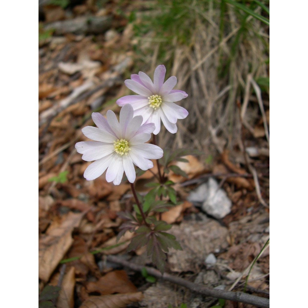 anemone apennina l.