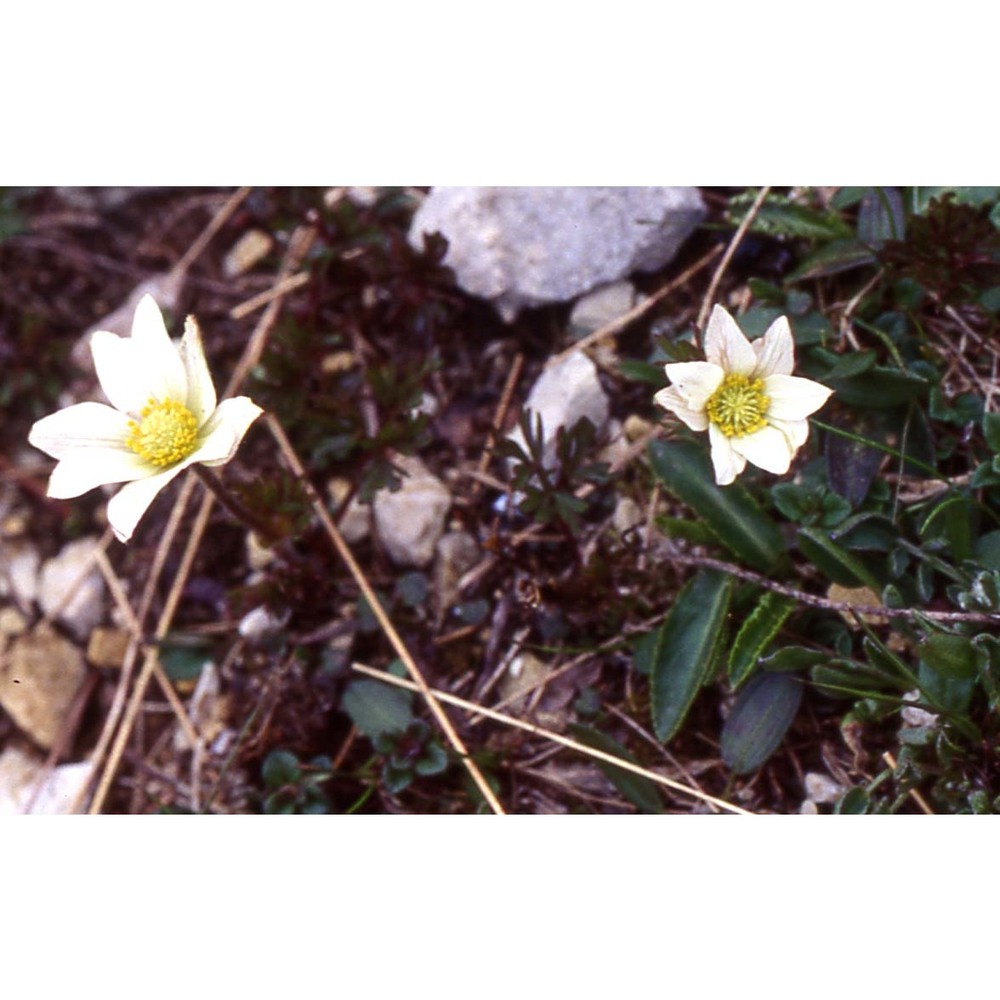 anemone baldensis l.