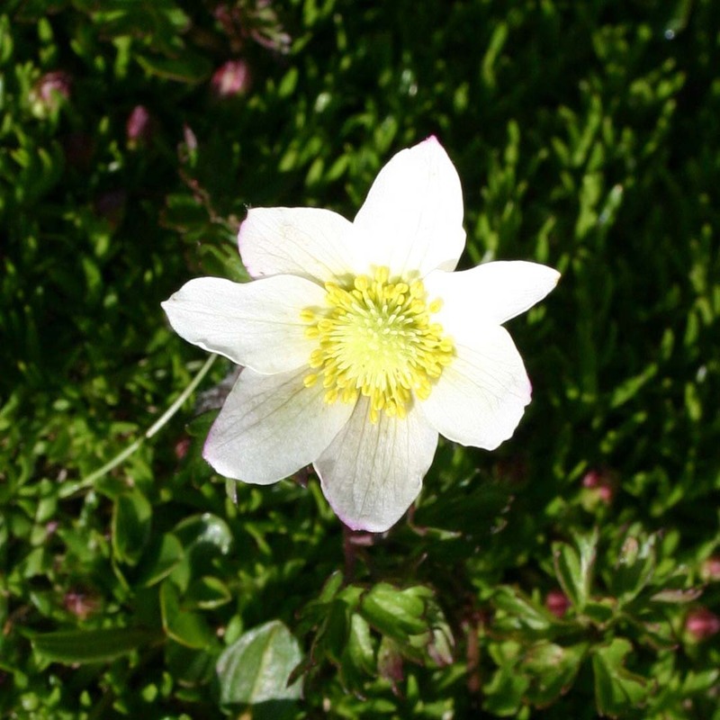 anemone baldensis l.