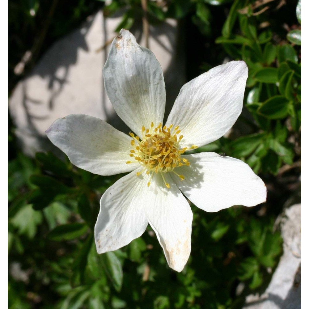 anemone baldensis l.