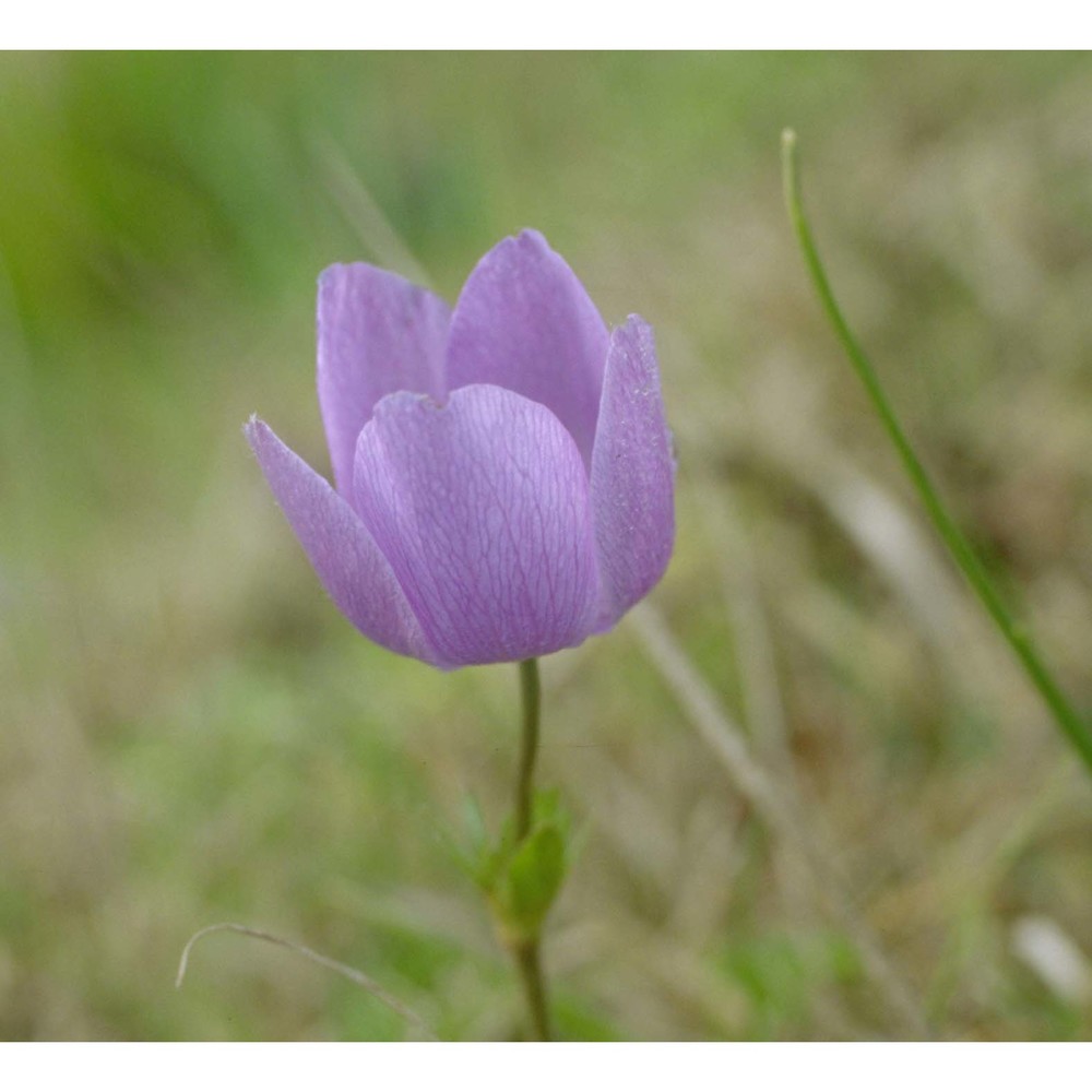 anemone coronaria l.