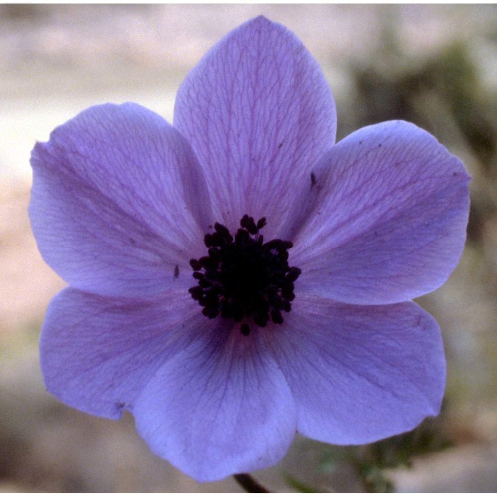 anemone coronaria l.