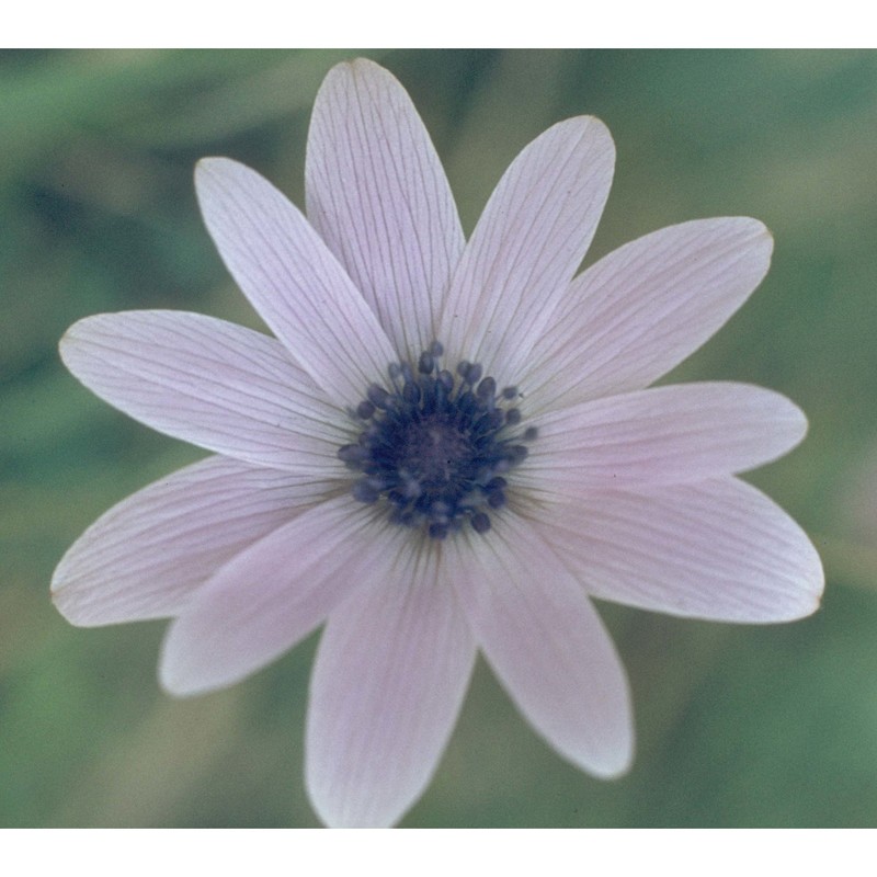 anemone hortensis l.