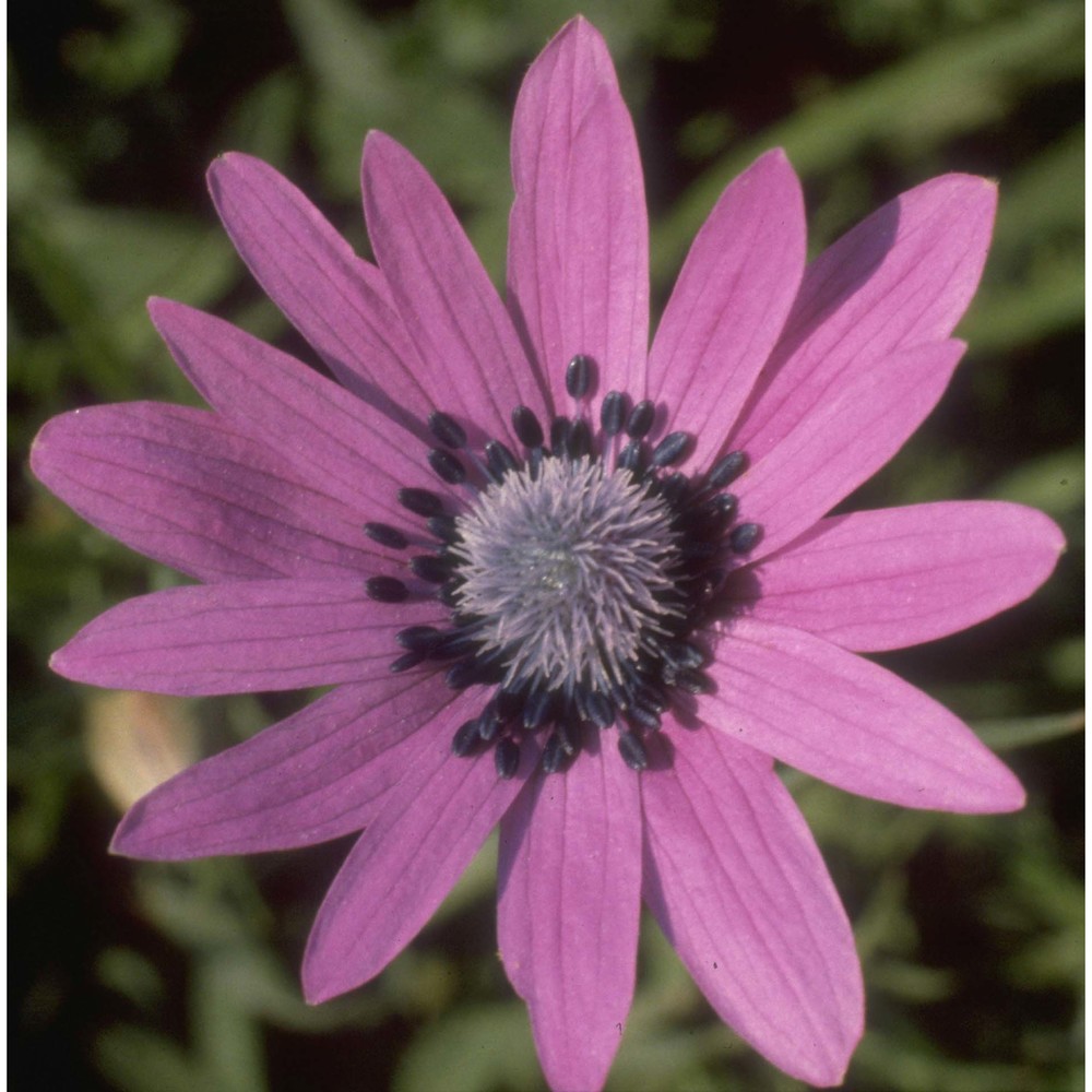 anemone hortensis l.