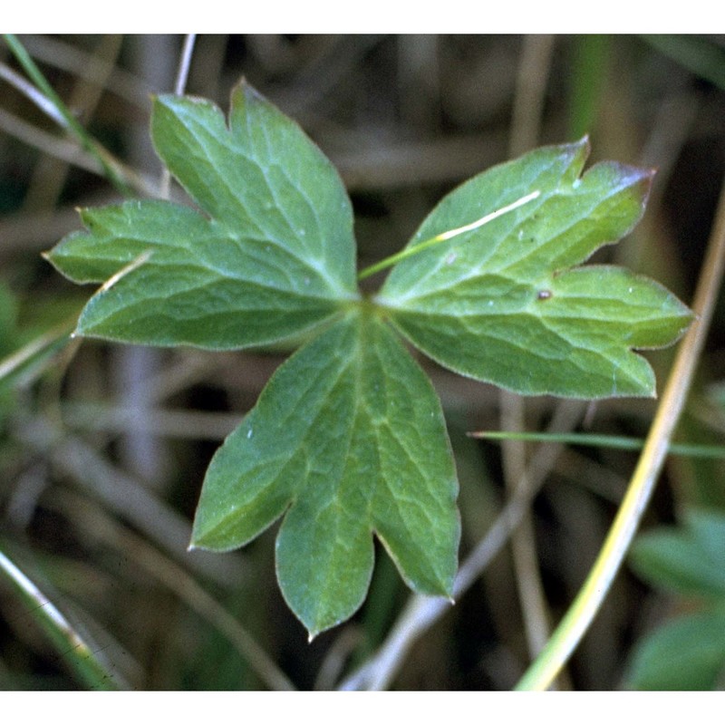 anemone hortensis l.