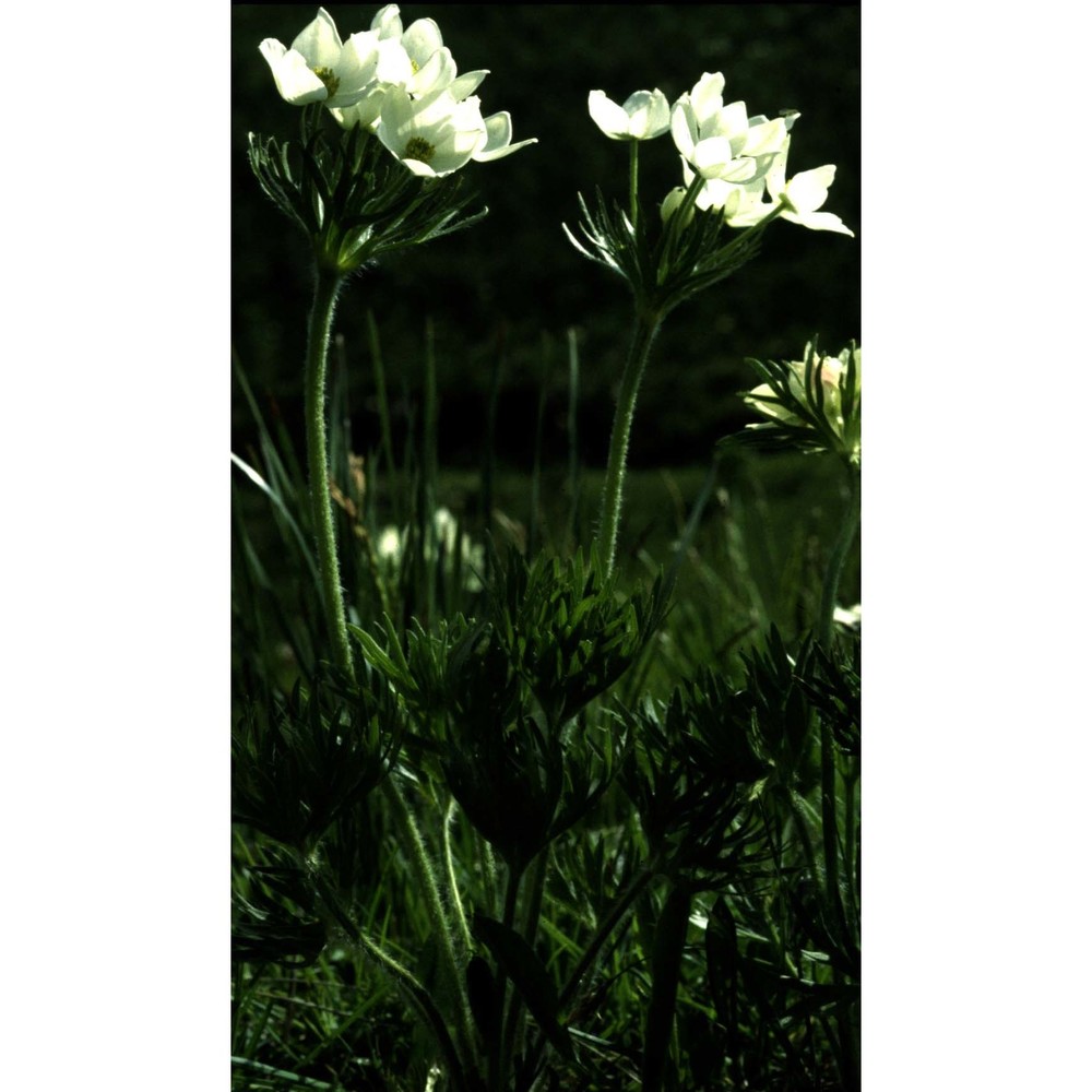 anemone narcissiflora l.