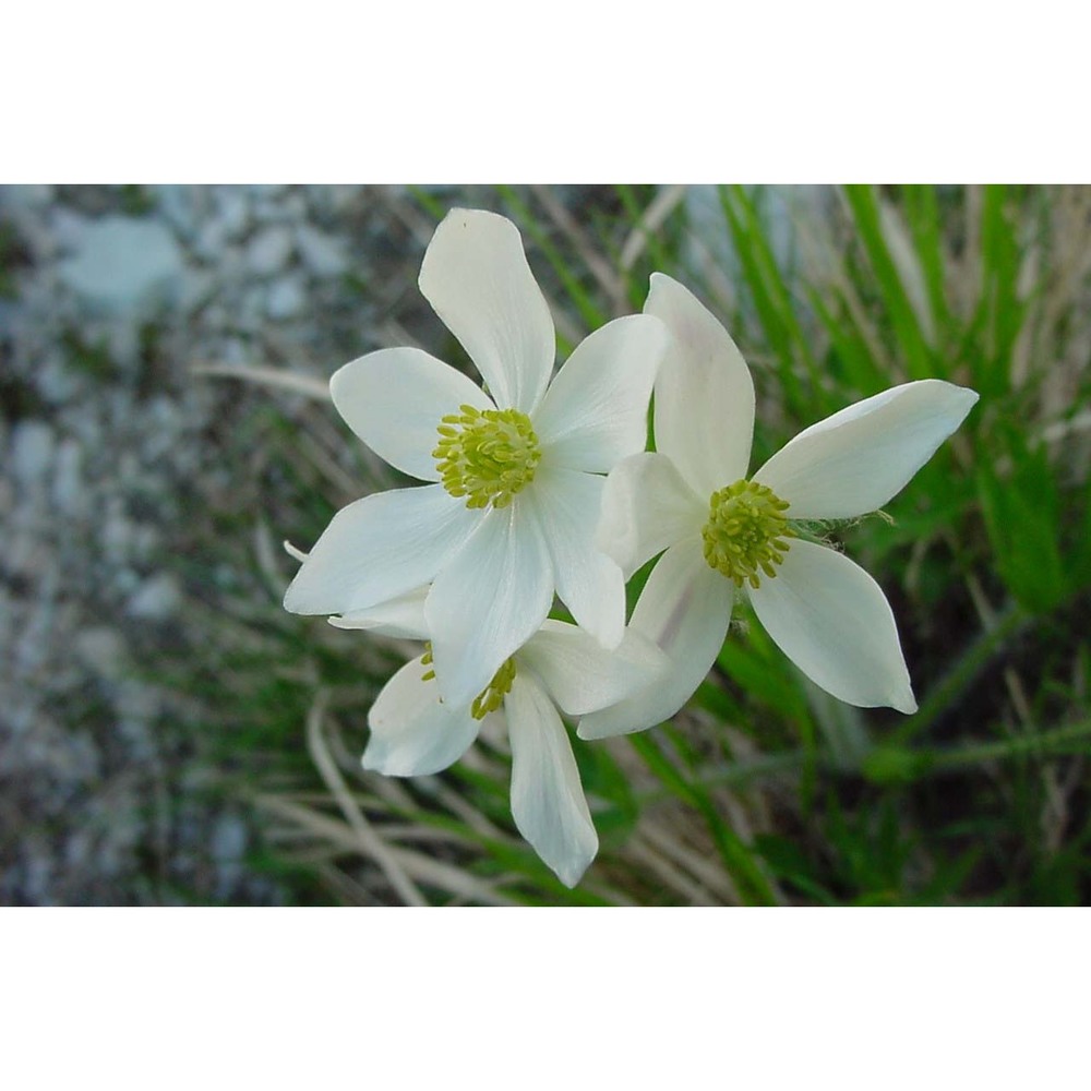 anemone narcissiflora l.