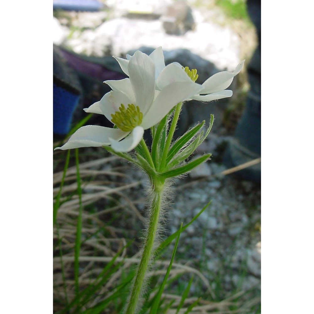 anemone narcissiflora l.