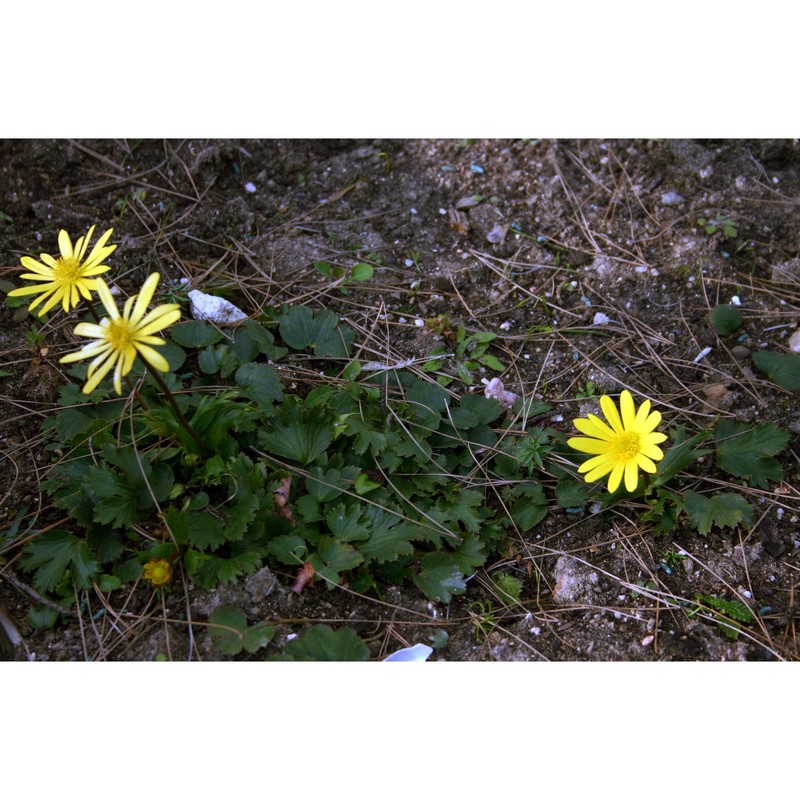 anemone palmata l.