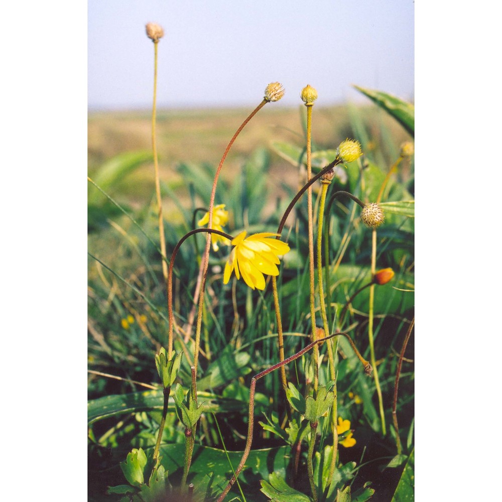 anemone palmata l.