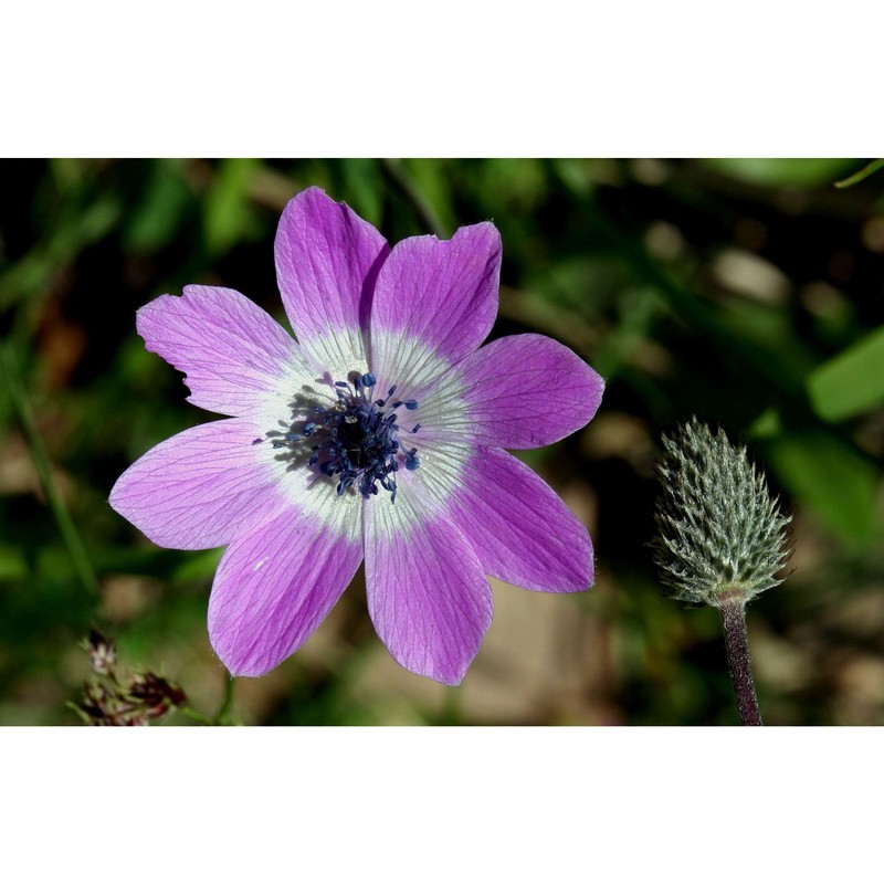 anemone pavonina lam.