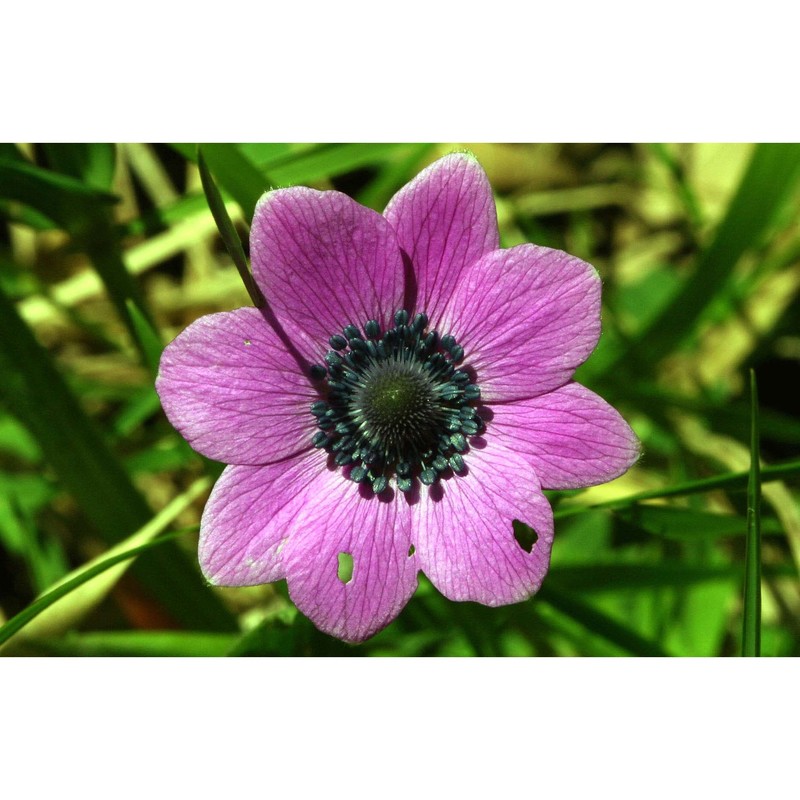 anemone pavonina lam.