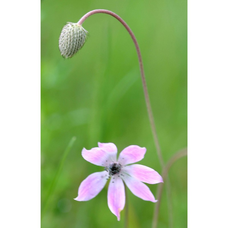 anemone pavonina lam.