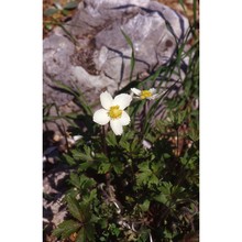 anemone sylvestris l.