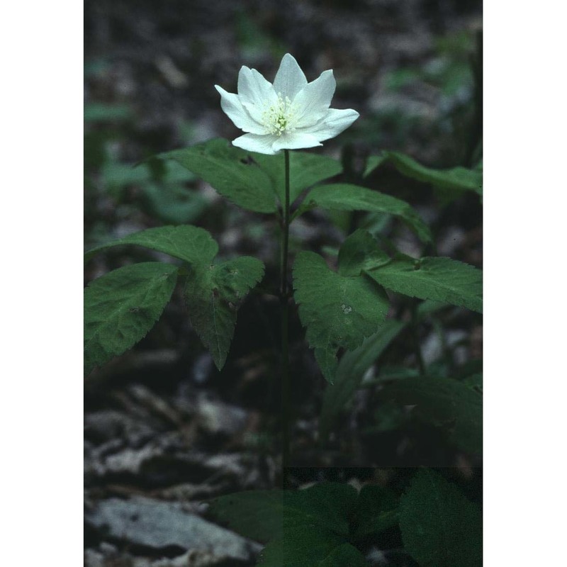 anemone trifolia l.