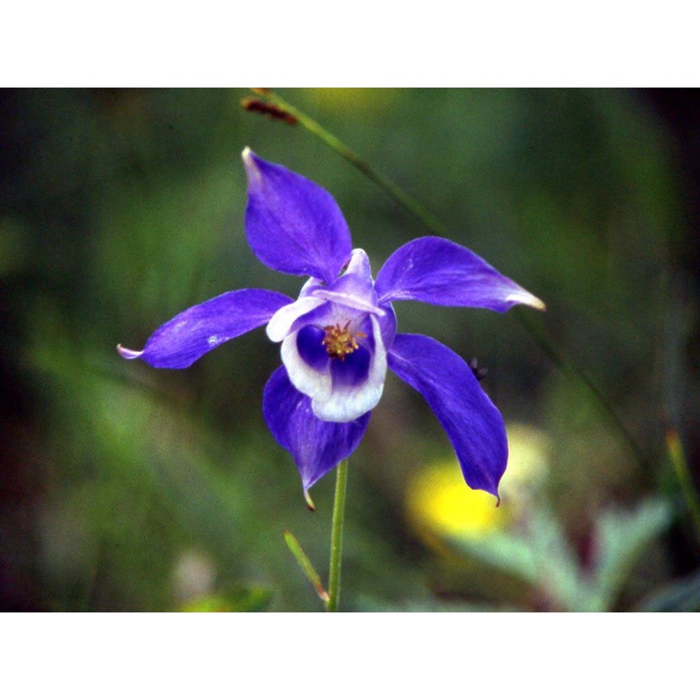 aquilegia alpina l.