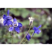 aquilegia alpina l.