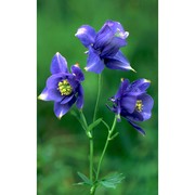 aquilegia alpina l.