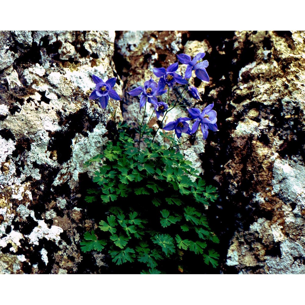 aquilegia alpina l.