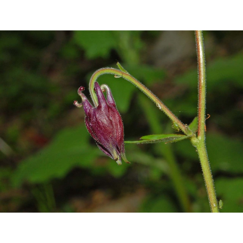 aquilegia atrata w. d. j. koch