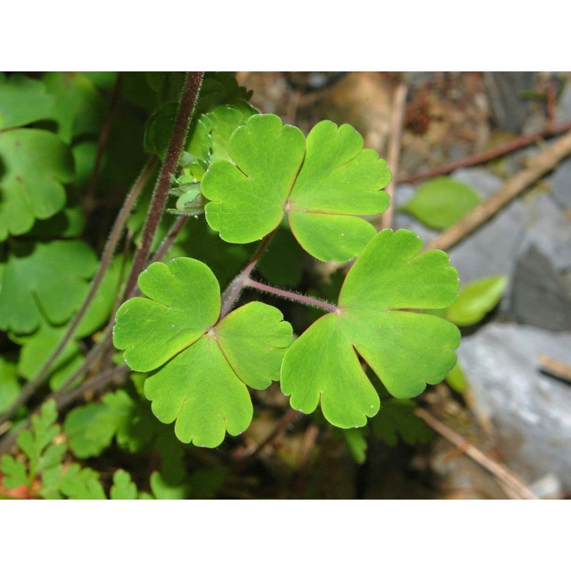 aquilegia atrata w. d. j. koch