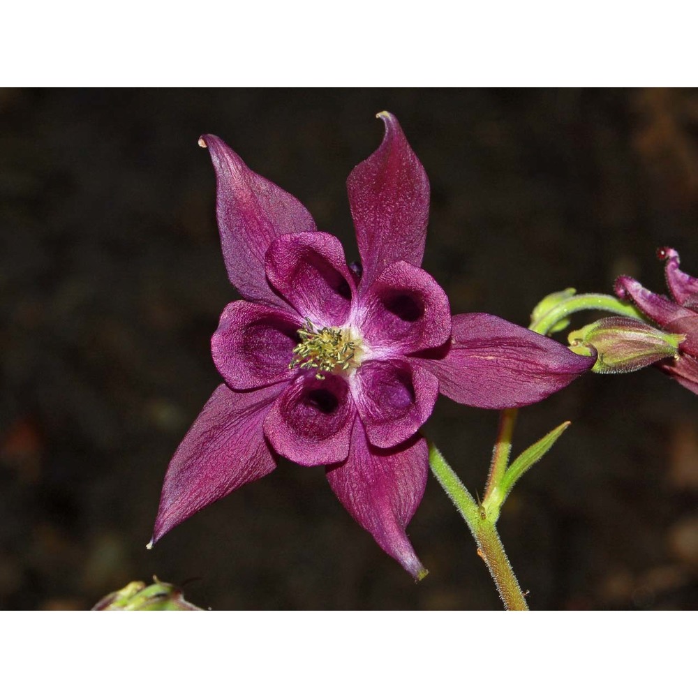 aquilegia atrata w. d. j. koch