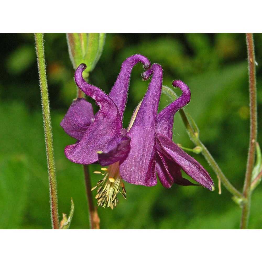 aquilegia atrata w. d. j. koch